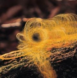 Katarzyna Anna Urbanowicz – Gilotyna i złote sidła